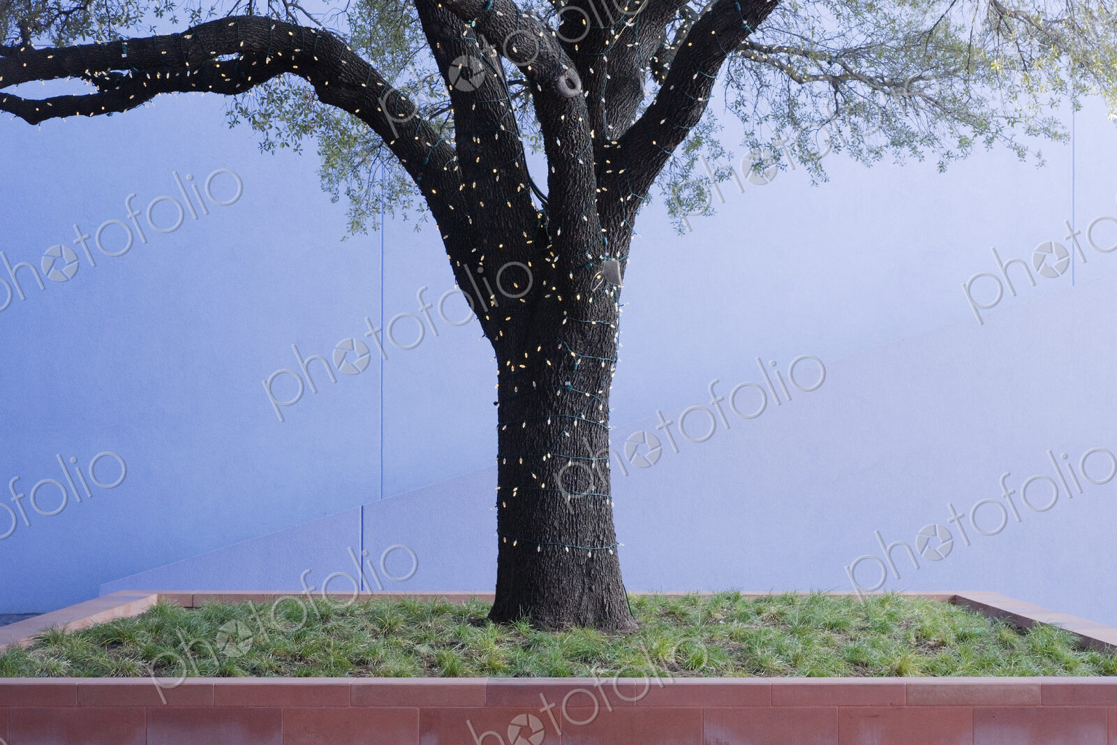 Lights Strung on Tree in Brick Planter