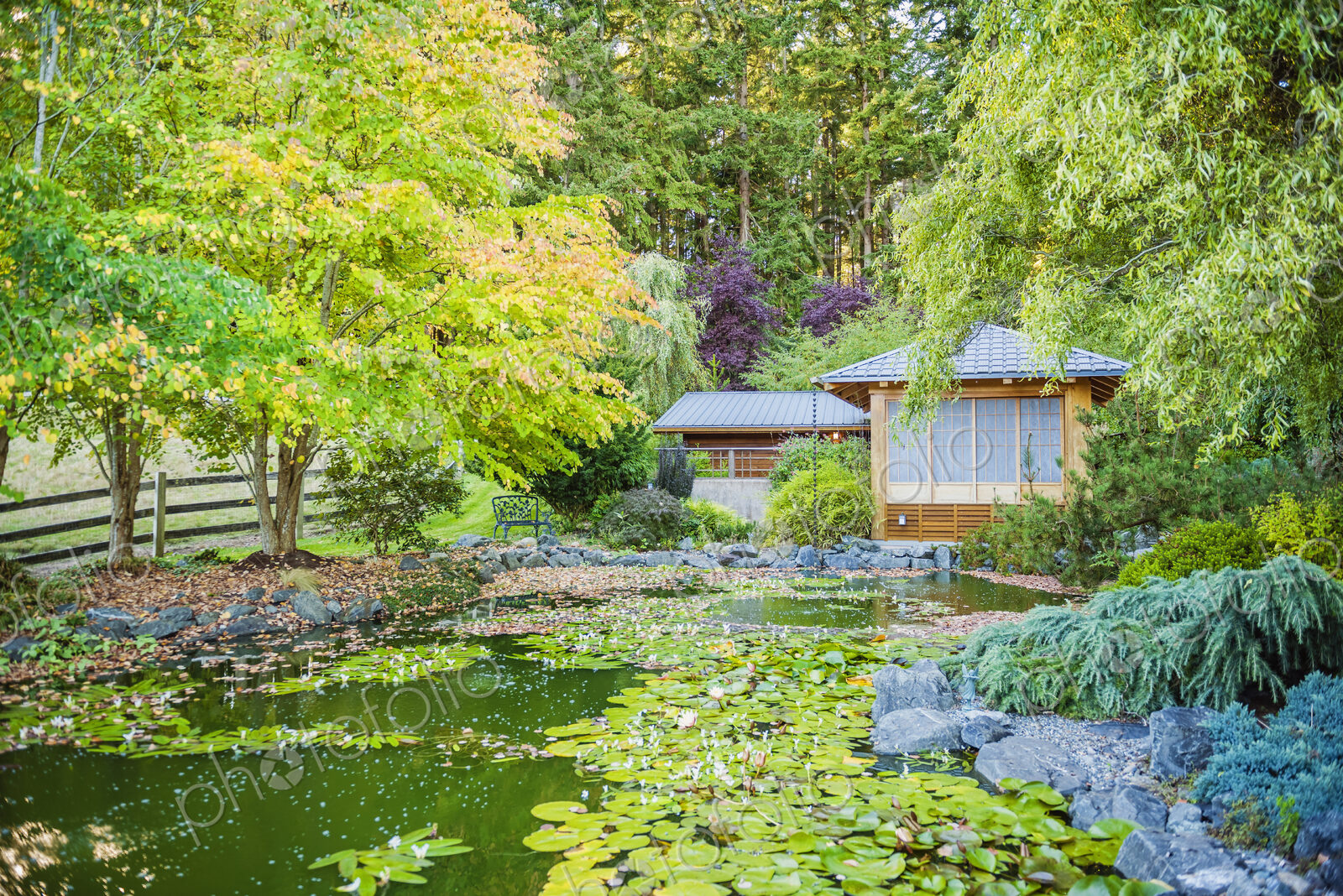 Lily pads at pond in serene park