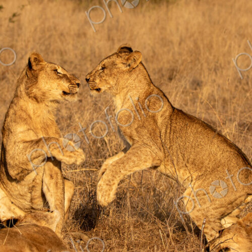 Lion Cub, Panthera leo, lion cubs playing together. Lion Cub, Panthera leo, lion cubs playing together.