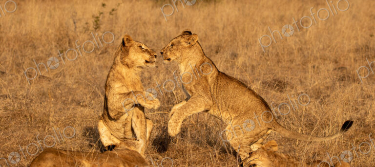Lion Cub, Panthera leo, lion cubs playing together.