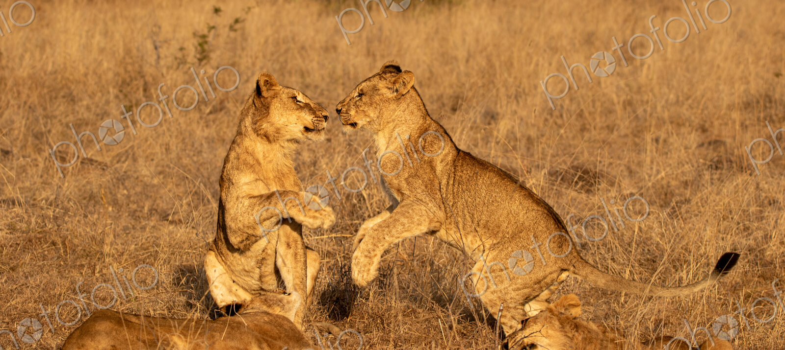 Lion Cub, Panthera leo, lion cubs playing together.