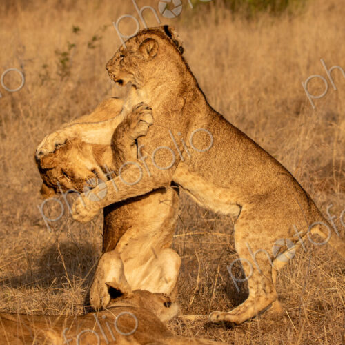 Lion Cub, Panthera leo, lion cubs playing together. Lion Cub, Panthera leo, lion cubs playing together.