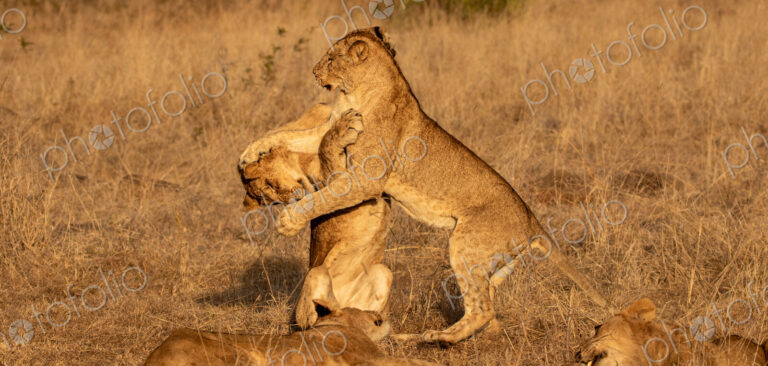Lion Cub, Panthera leo, lion cubs playing together.
