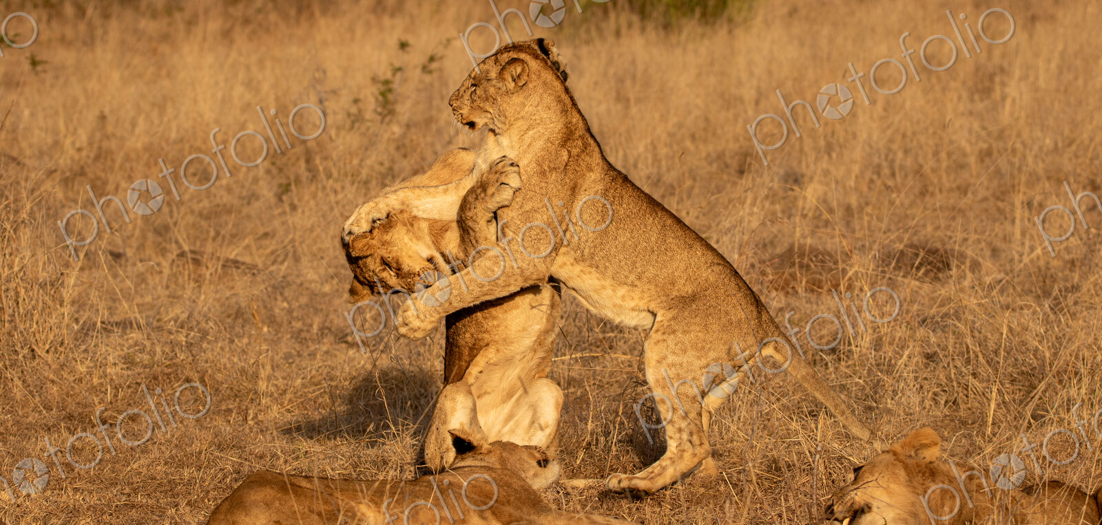 Lion Cub, Panthera leo, lion cubs playing together.