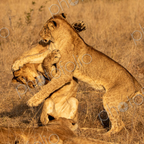 Lion Cub, Panthera leo, lion cubs playing together. Lion Cub, Panthera leo, lion cubs playing together.