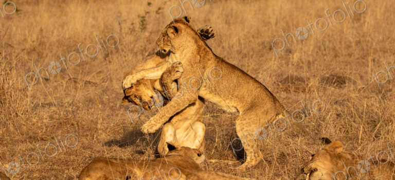 Lion Cub, Panthera leo, lion cubs playing together.