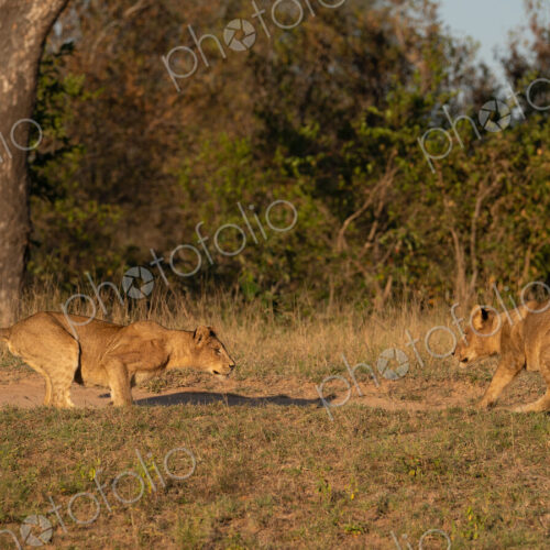 Lion Cubs, Panthera leo, cubs playing together. Lion Cubs, Panthera leo, cubs playing together.