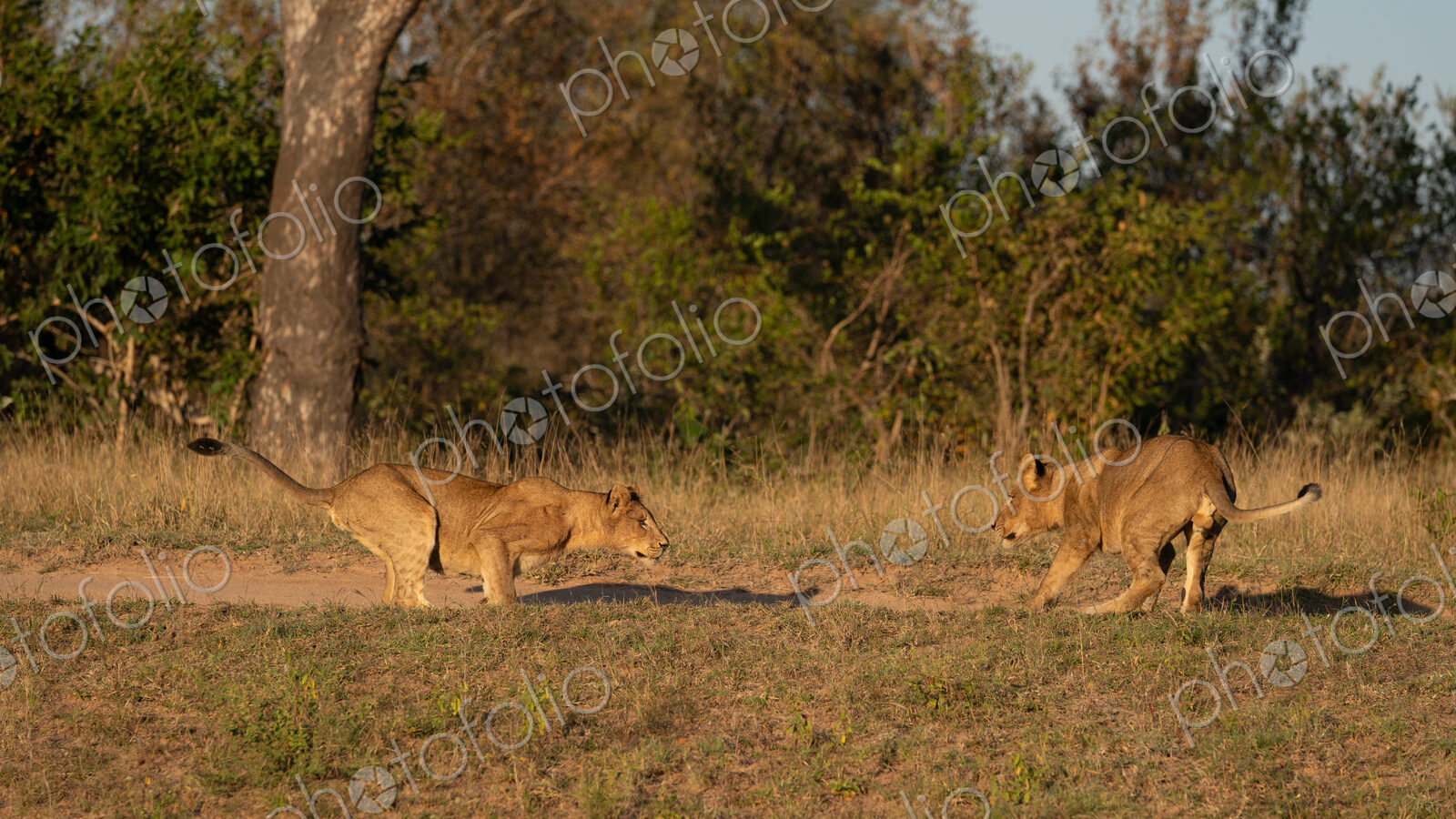 Lion Cubs, Panthera leo, cubs playing together.