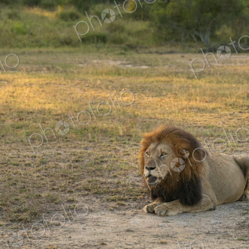 Lion Male, Panthera leo, lying down.