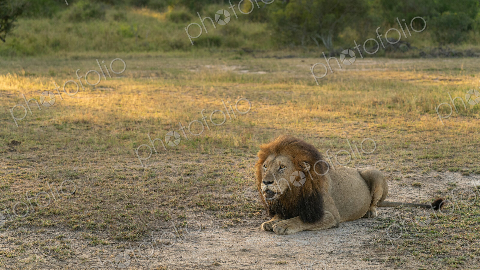 Lion Male, Panthera leo, lying down.