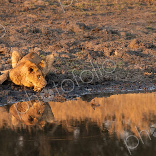 Lion, Panthera leo, Cub. Cub lying on the muddy bank of a waterhole, drinking water… Lion, Panthera leo, Cub. Cub lying on the muddy bank of a waterhole, drinking water…