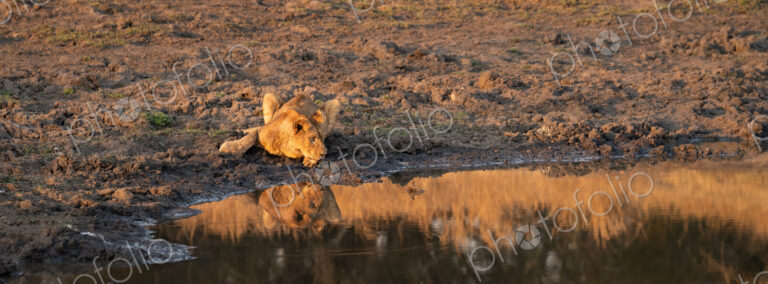 Lion, Panthera leo, Cub. Cub lying on the muddy bank of a waterhole, drinking water…