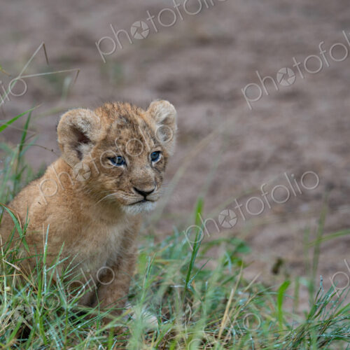 Lion, Panthera leo, Cub. Small cub with blue eyes sitting in thick, wet green grass.