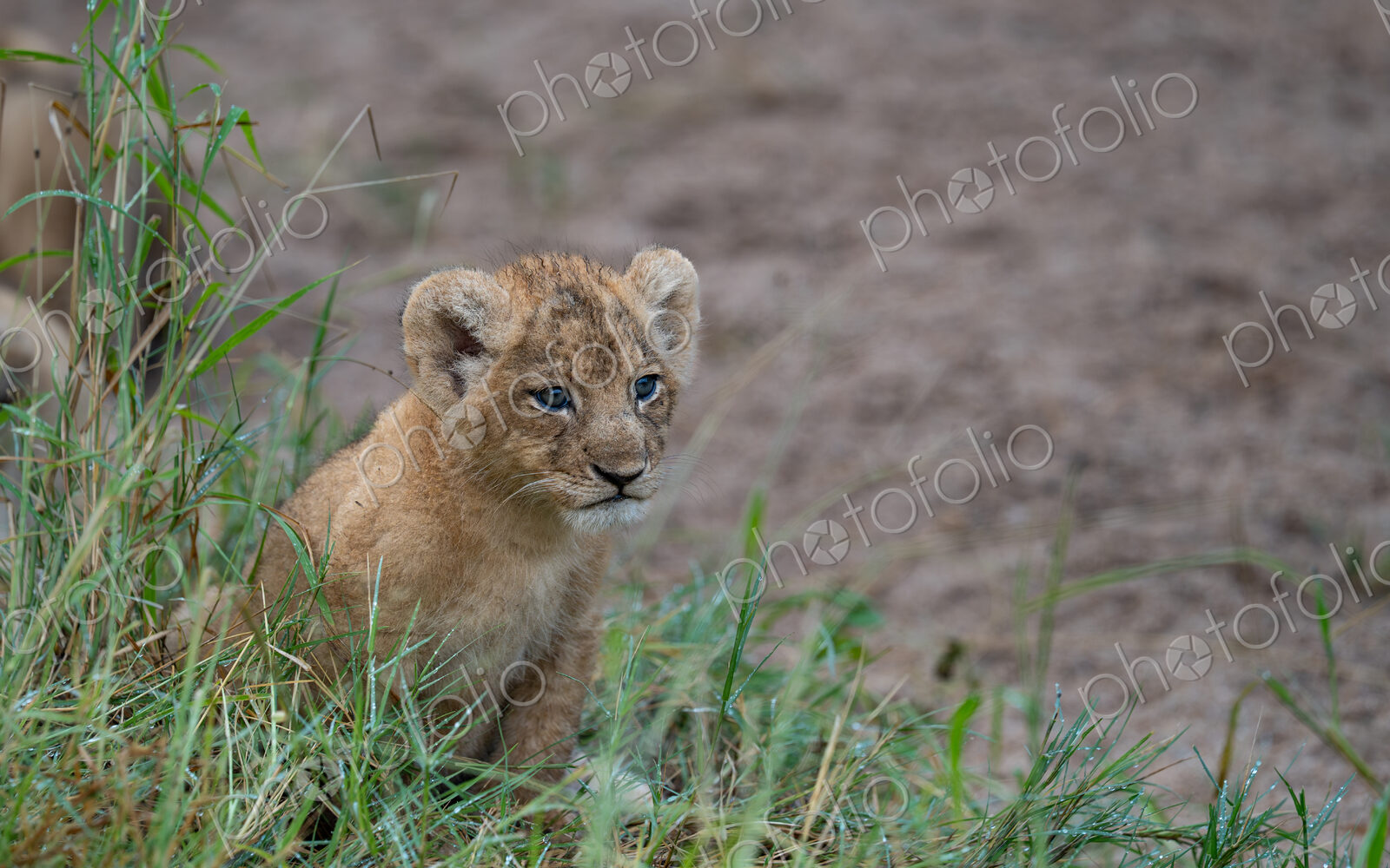 Lion, Panthera leo, Cub. Small cub with blue eyes sitting in thick, wet green grass.