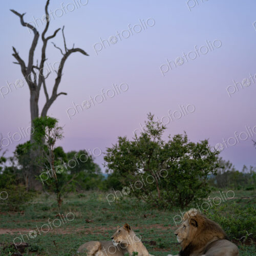 Lion, Panthera leo, Female & Male. A lioness and a large male lion resting on the… Lion, Panthera leo, Female & Male. A lioness and a large male lion resting on the…
