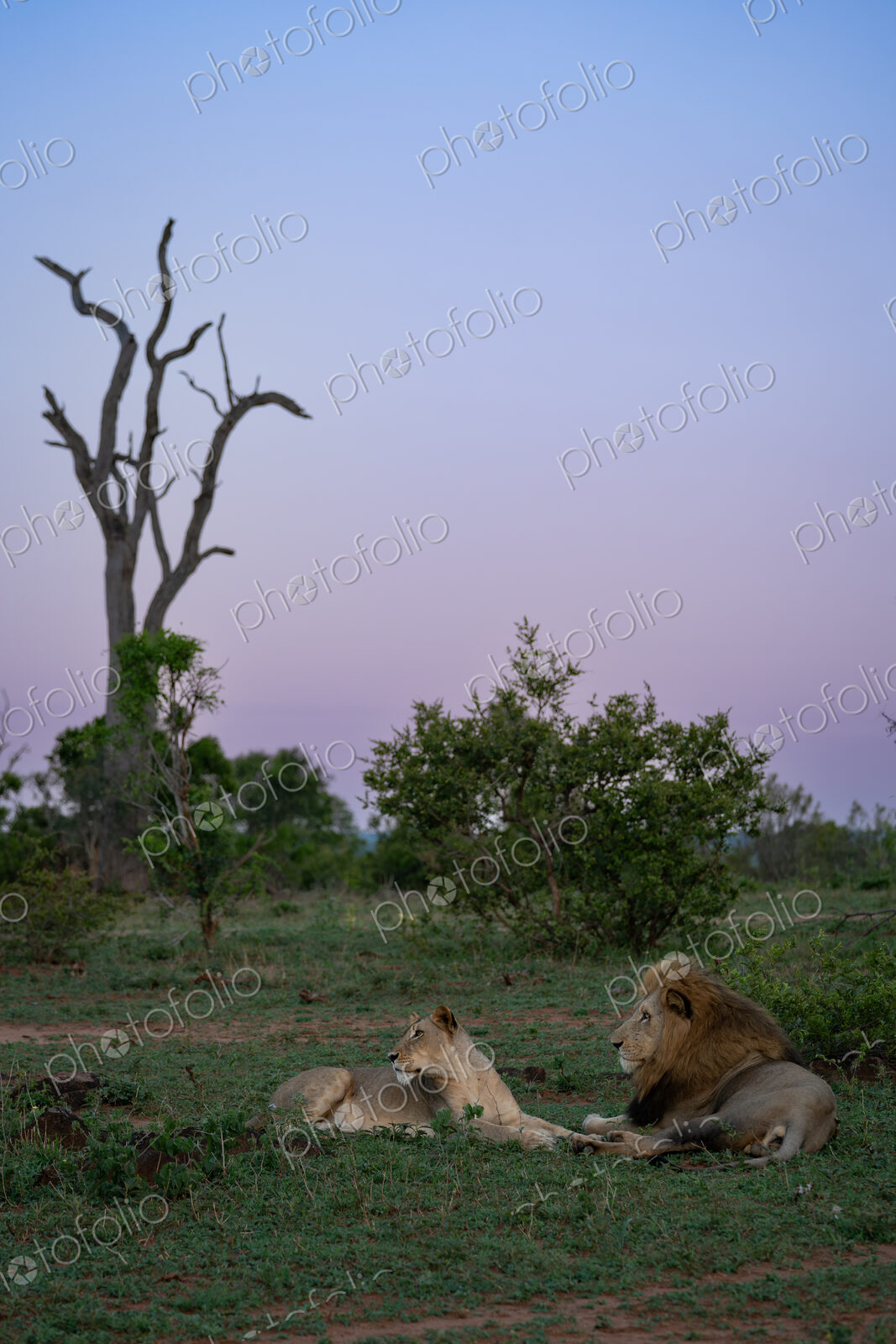 Lion, Panthera leo, Female & Male. A lioness and a large male lion resting on the…