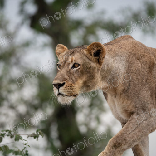 Lion, Panthera leo, Female. A lioness is captured in profile as she stalks low to the…