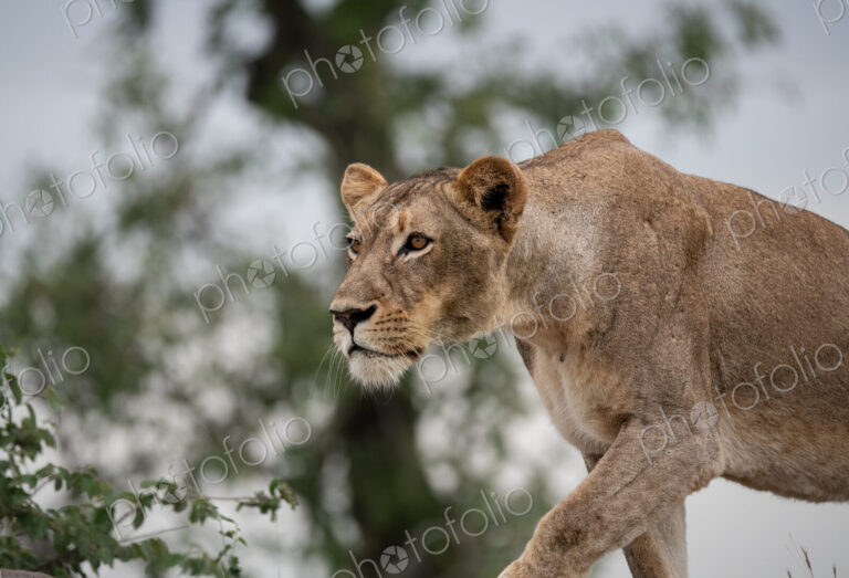Lion, Panthera leo, Female. A lioness is captured in profile as she stalks low to the…