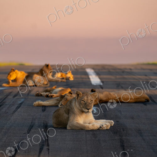 Lion, Panthera leo, Group (Pride). Multiple lions resting on a paved runway at sunset. Lion, Panthera leo, Group (Pride). Multiple lions resting on a paved runway at sunset.