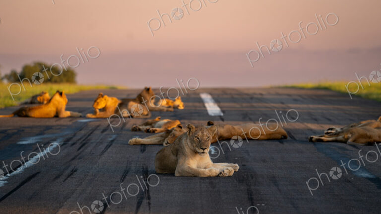 Lion, Panthera leo, Group (Pride). Multiple lions resting on a paved runway or…