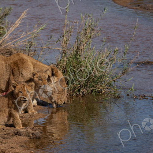 Lion, Panthera leo, Lioness & Cubs. An adult female and two young cubs crouched…