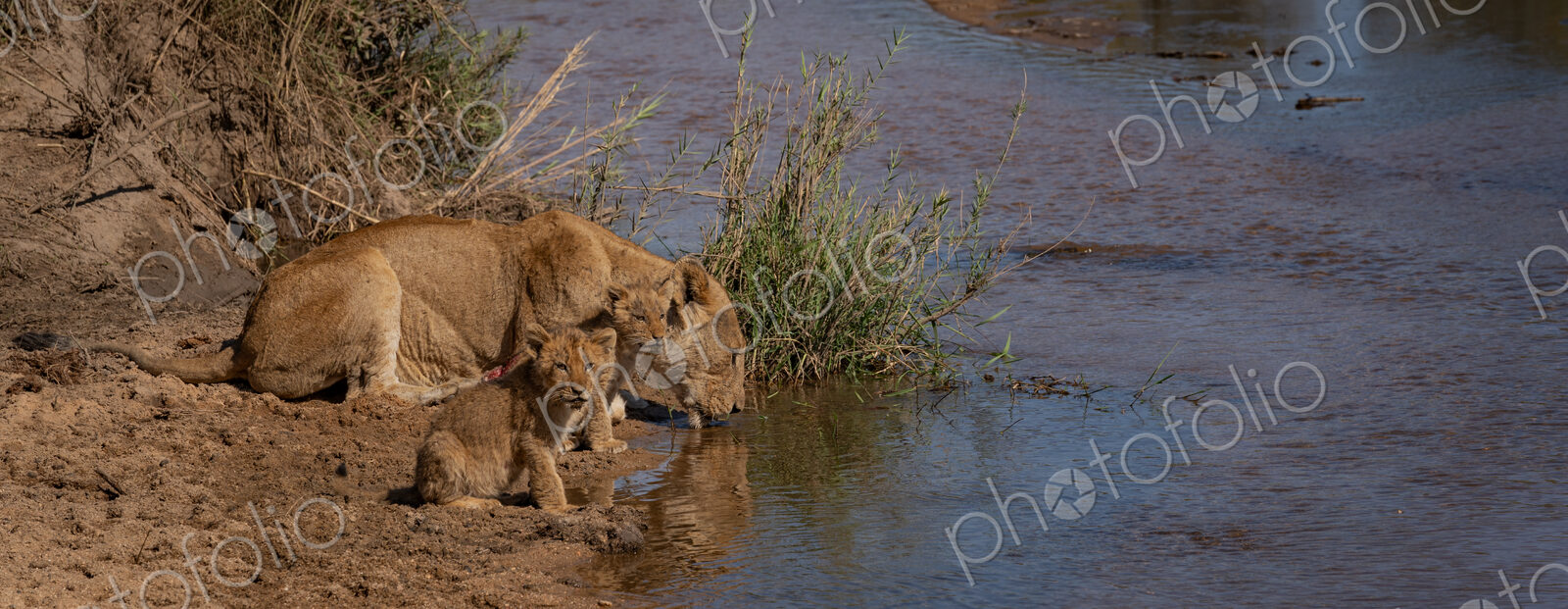 Lion, Panthera leo, Lioness & Cubs. An adult female and two young cubs crouched…