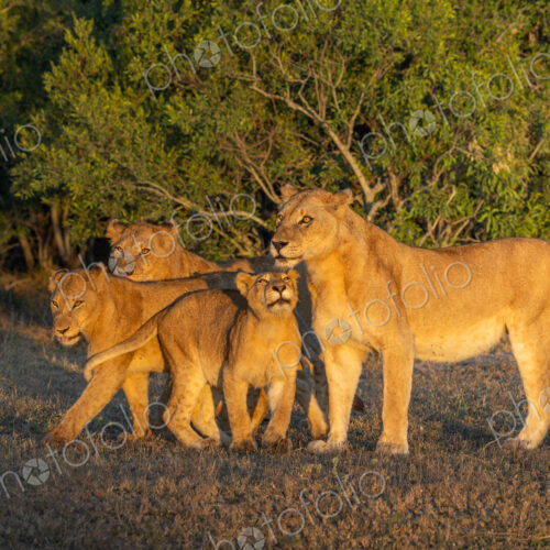 Lion, Panthera leo, Lioness and three sub-adults/cubs standing in golden morning light. Lion, Panthera leo, Lioness and three sub-adults/cubs standing in golden morning light.