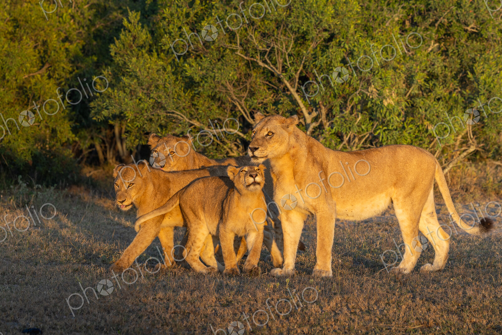 Lion, Panthera leo, Lioness and three sub-adults/cubs standing in golden morning light.