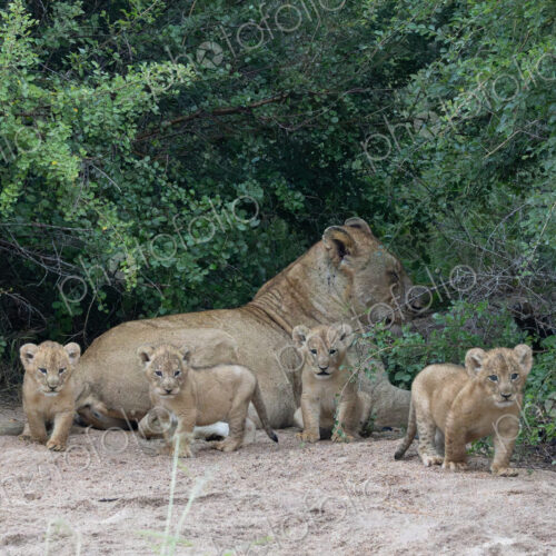 Lion, Panthera leo, Lioness resting behind four playful cubs on a sandy patch in front… Lion, Panthera leo, Lioness resting behind four playful cubs on a sandy patch in front…