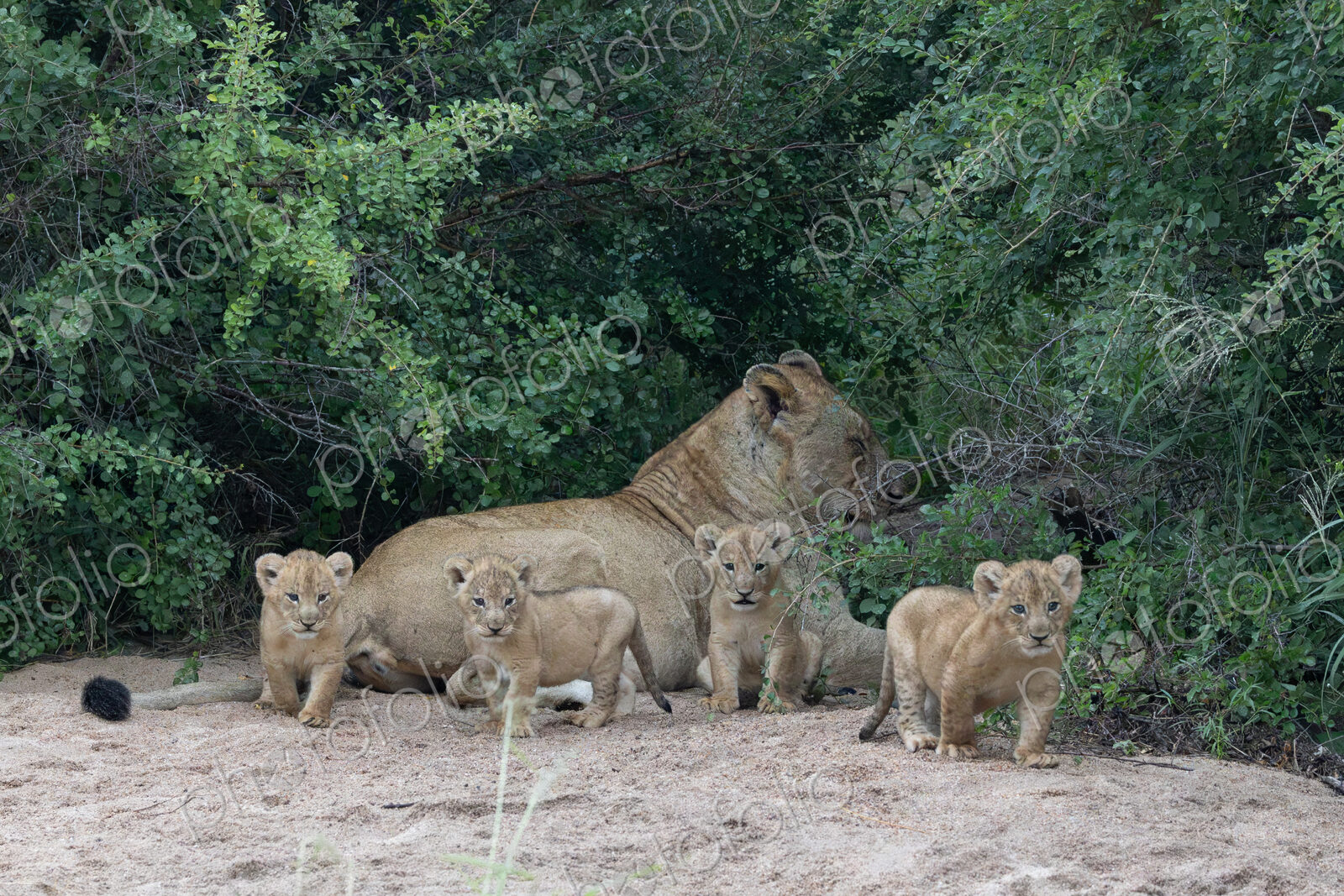 Lion, Panthera leo, Lioness resting behind four playful cubs on a sandy patch in front…