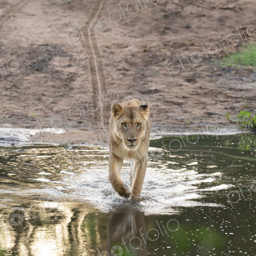 Lion, Panthera leo, Lioness walking through shallow water, looking directly at the camera. Lion, Panthera leo, Lioness walking through shallow water, looking directly at the camera.