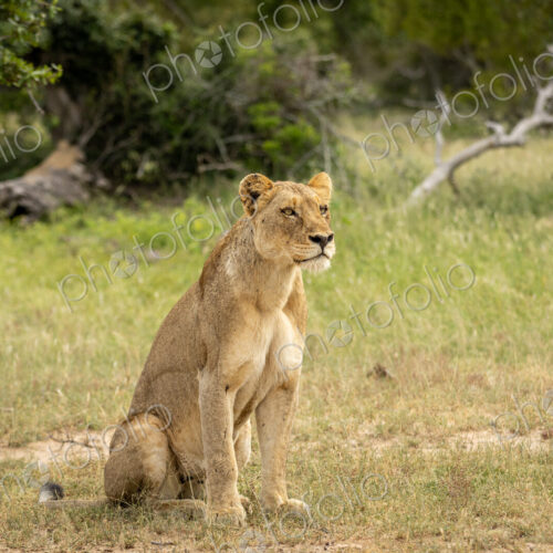 Lion, Panthera leo, Lioness. Lioness sitting upright in the grass, scanning the… Lion, Panthera leo, Lioness. Lioness sitting upright in the grass, scanning the…
