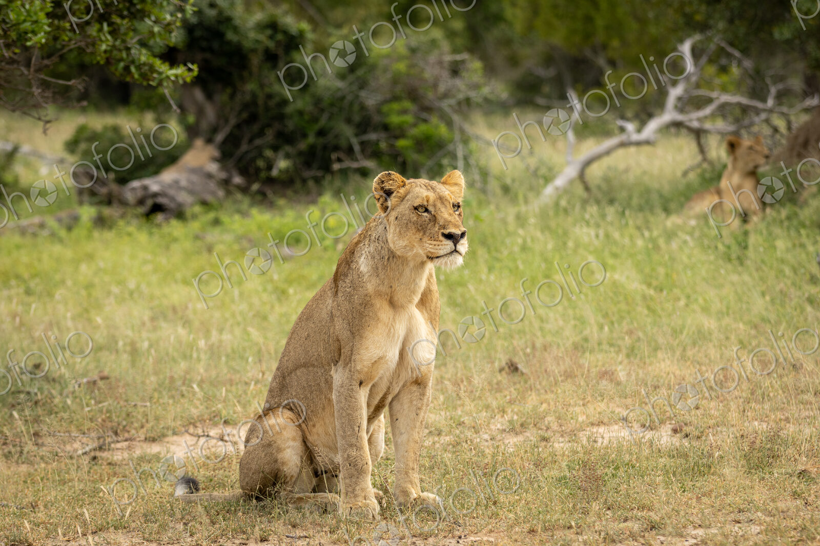 Lion, Panthera leo, Lioness. Lioness sitting upright in the grass, scanning the…