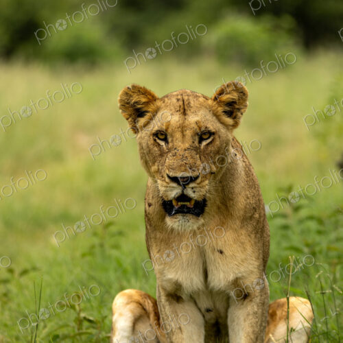 Lion, Panthera leo, Lioness. Sitting in the grass, staring intently towards the camera… Lion, Panthera leo, Lioness. Sitting in the grass, staring intently towards the camera…
