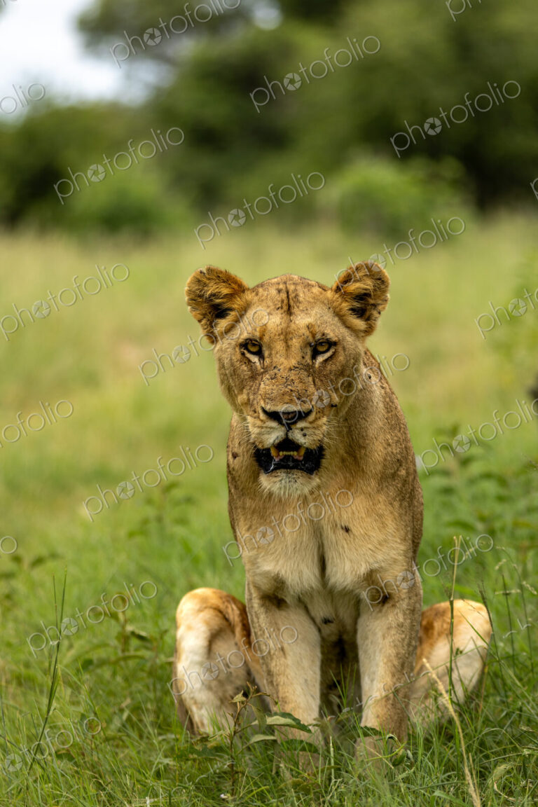 Lion, Panthera leo, Lioness. Sitting in the grass, staring intently towards the camera…