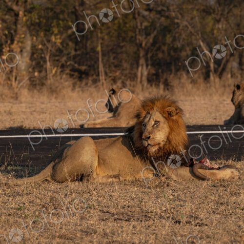 Lion, Panthera leo, Male & Group. Male lion lying next to an airstrip with two other… Lion, Panthera leo, Male & Group. Male lion lying next to an airstrip with two other…