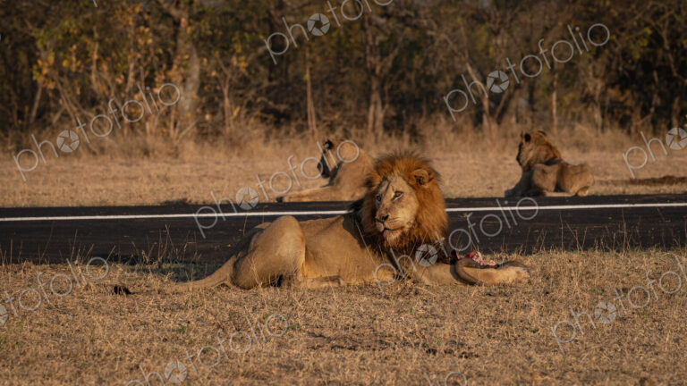 Lion, Panthera leo, Male & Group. Male lion lying next to an airstrip with two other…