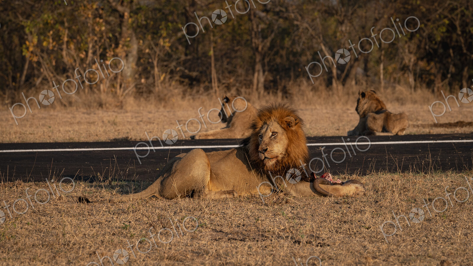 Lion, Panthera leo, Male & Group. Male lion lying next to an airstrip with two other…