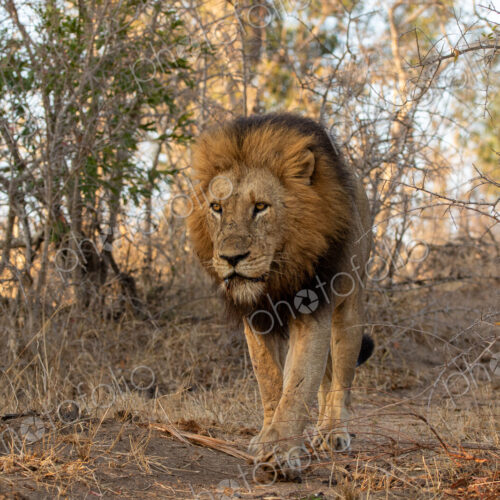 Lion, Panthera leo, Male lion walking directly towards the camera in dry bush.