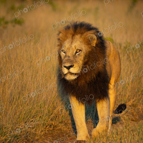 Lion, Panthera leo, Male lion walking on a dirt track in golden morning light.