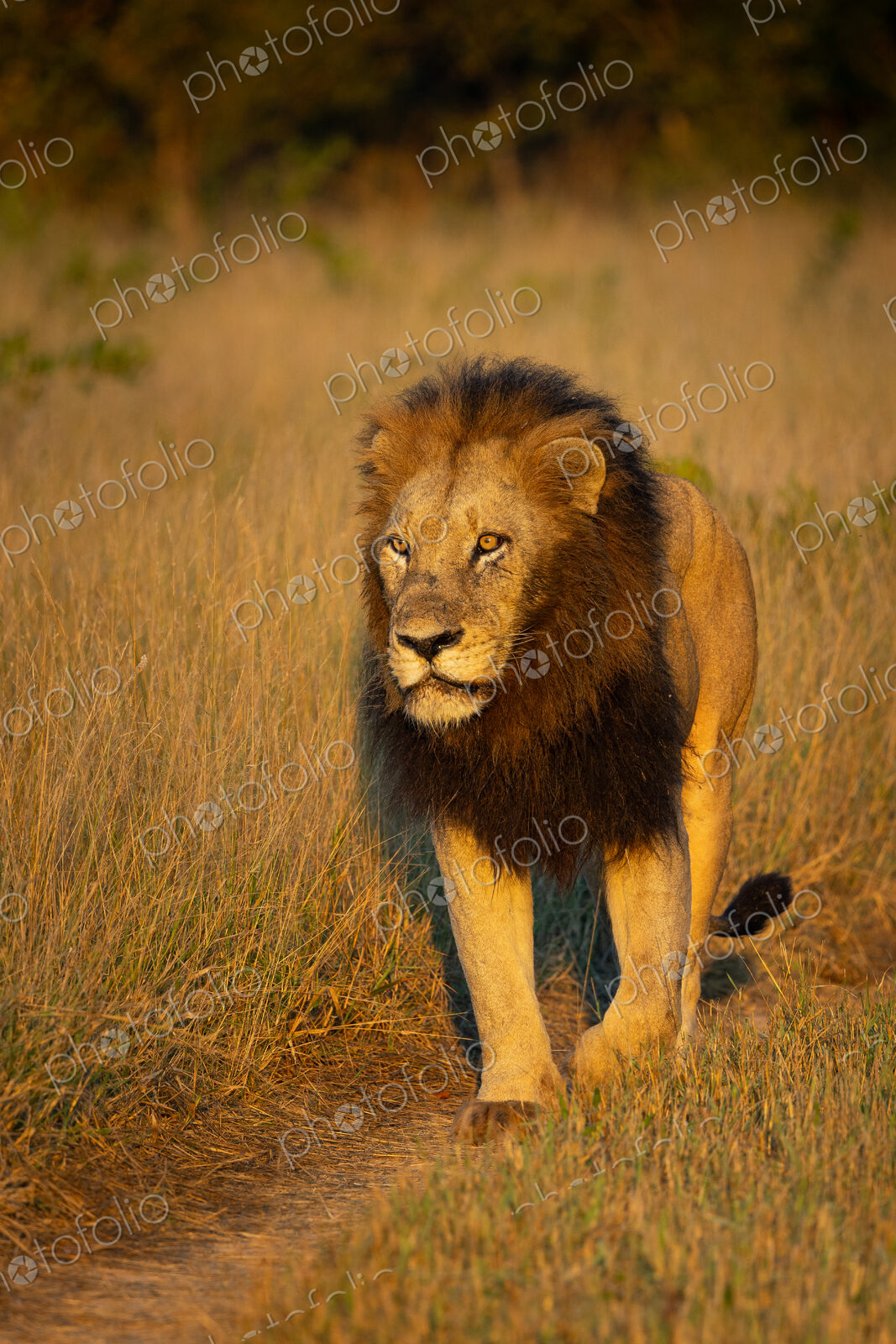 Lion, Panthera leo, Male lion walking on a dirt track in golden morning light.
