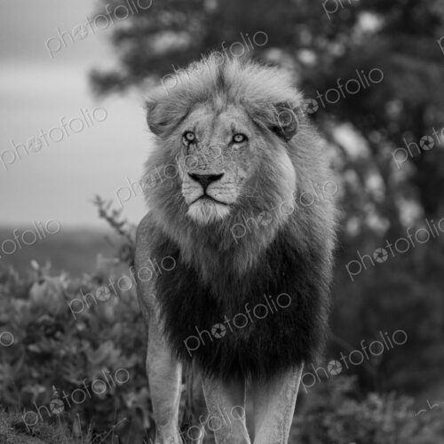 Lion, Panthera leo, Male. Black and white vertical portrait of a large male lion…