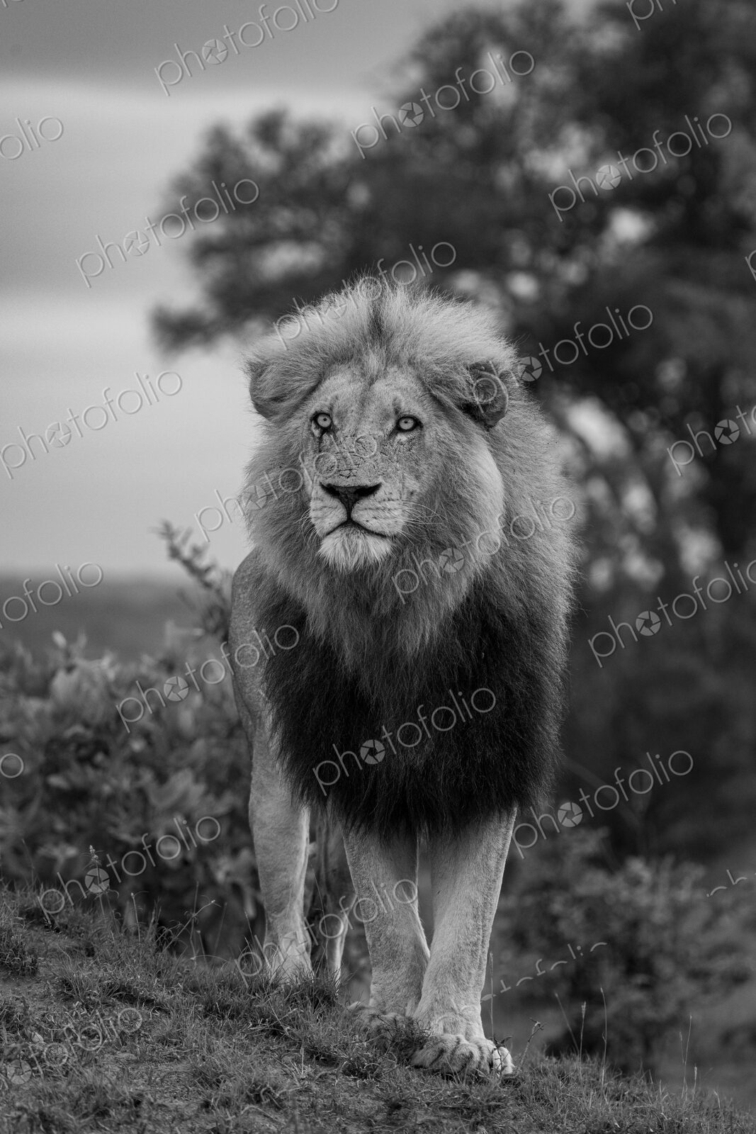 Lion, Panthera leo, Male. Black and white vertical portrait of a large male lion…