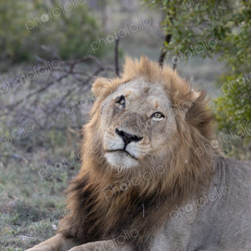Lion, Panthera leo, Male. Close-up portrait of a male lion lying down with a scarred face. Lion, Panthera leo, Male. Close-up portrait of a male lion lying down with a scarred face.