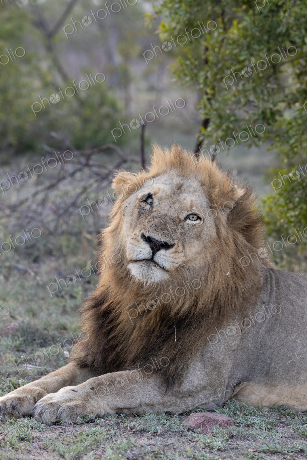 Lion, Panthera leo, Male. Close-up portrait of a male lion lying down with a scarred face.