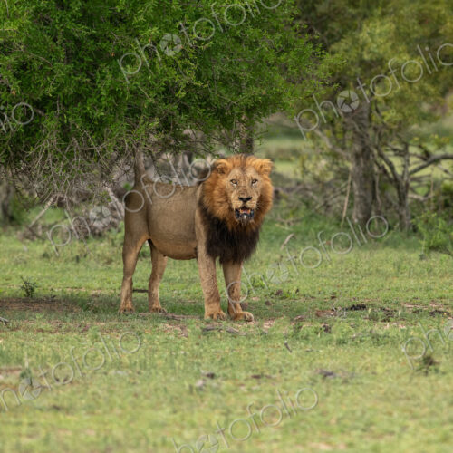 Lion, Panthera leo, Male. Large male standing alert under the canopy of a large tree.