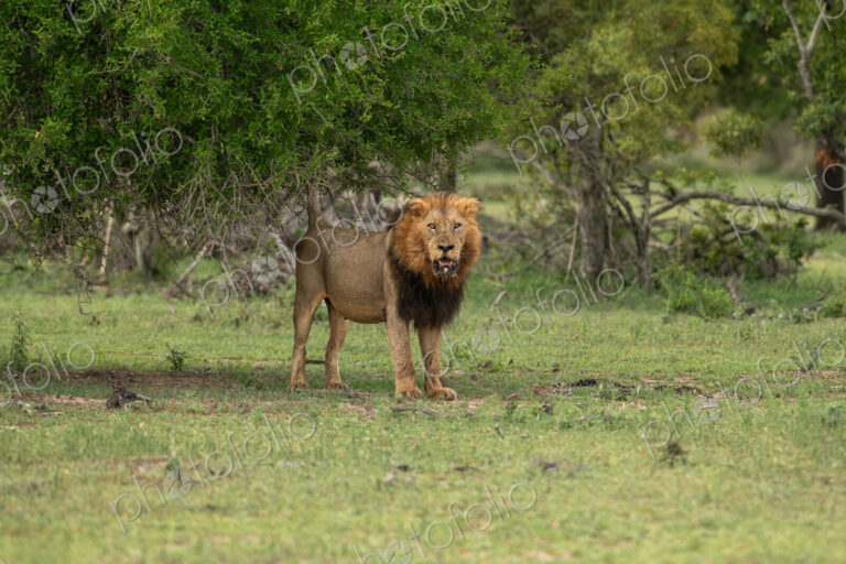 Lion, Panthera leo, Male. Large male standing alert under the canopy of a large tree.