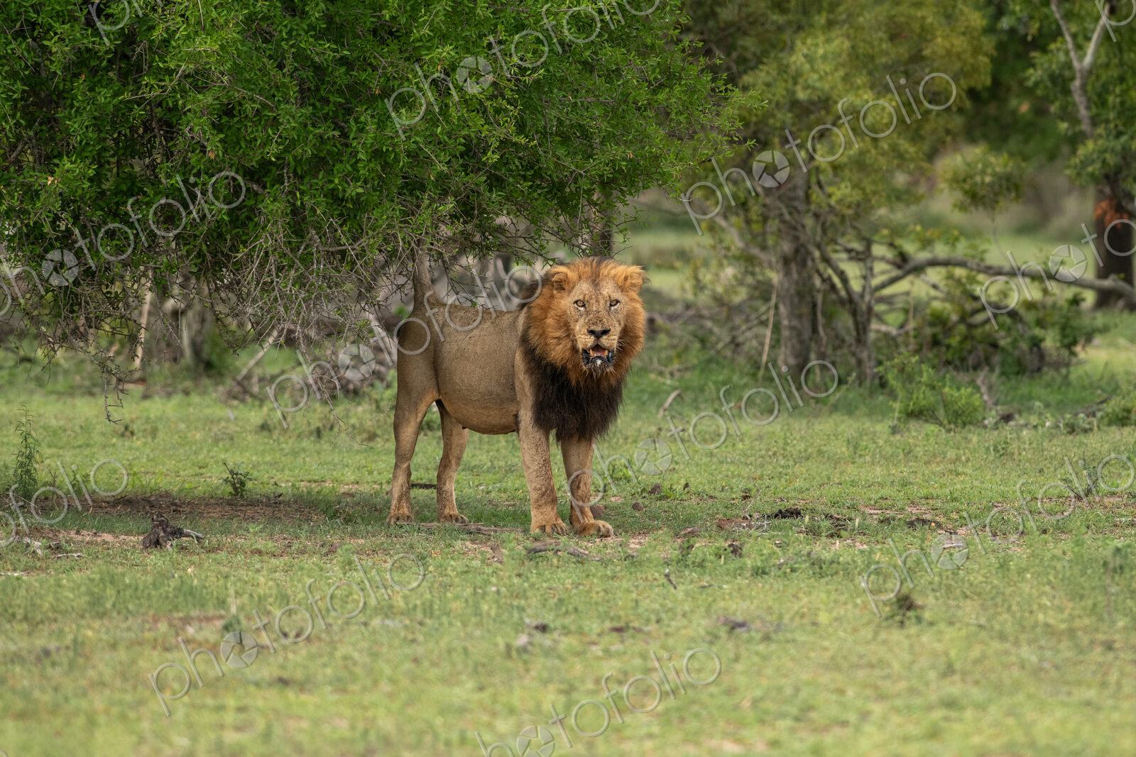 Lion, Panthera leo, Male. Large male standing alert under the canopy of a large tree.
