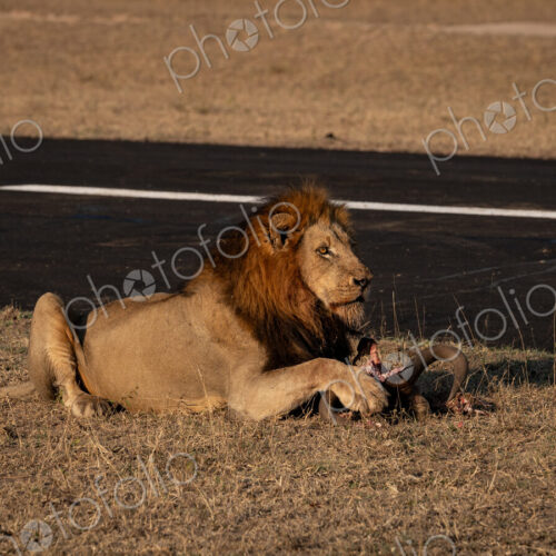 Lion, Panthera leo, Male. Male lion lying on dry grass next to an airstrip with a kill… Lion, Panthera leo, Male. Male lion lying on dry grass next to an airstrip with a kill…
