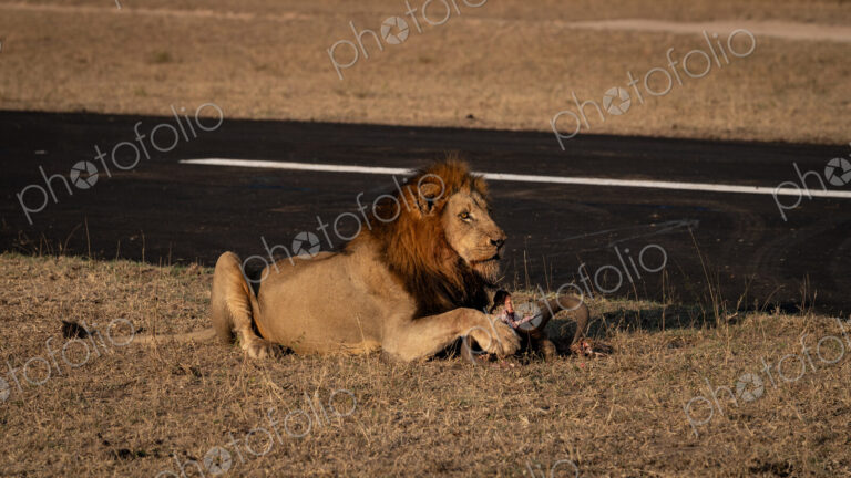 Lion, Panthera leo, Male. Male lion lying on dry grass next to an airstrip with a kill…